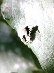 Phoridae