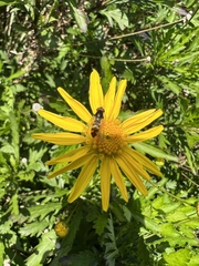 Melangyna viridiceps