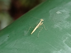 Tropidomantis gressitti