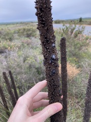 Xanthorrhoea brunonis