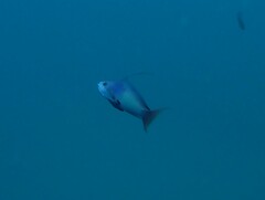 Pseudanthias squamipinnis