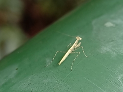 Tropidomantis gressitti