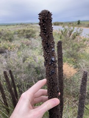 Xanthorrhoea brunonis