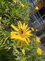 Melangyna viridiceps