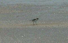 Charadrius alexandrinus