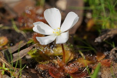 Drosera aberrans