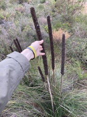 Xanthorrhoea brunonis