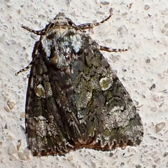 Craniophora ligustri