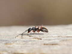 Dolichoderus doriae