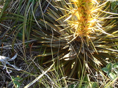 Aciphylla colensoi