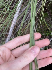 Xanthorrhoea brunonis