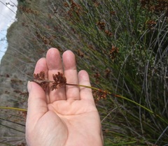 Thamnochortus fraternus