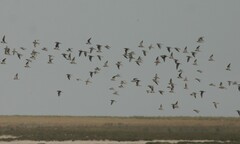 Charadrius alexandrinus