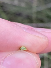 Xanthorrhoea brunonis