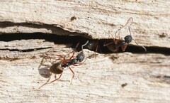 Dolichoderus doriae