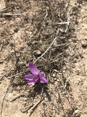 Colchicum montanum