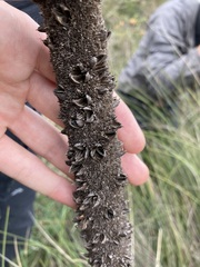 Xanthorrhoea brunonis