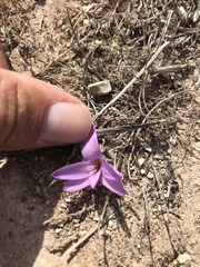Colchicum montanum