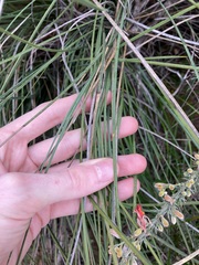 Xanthorrhoea brunonis