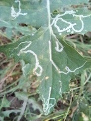 Phytomyza syngenesiae