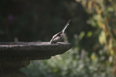 Aegithalos caudatus