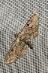 Eupithecia icterata