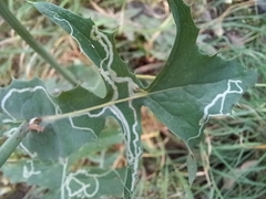 Phytomyza syngenesiae