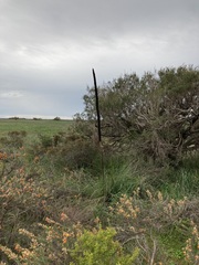 Xanthorrhoea brunonis