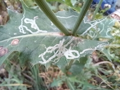 Phytomyza syngenesiae