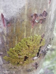 Melanohalea olivacea