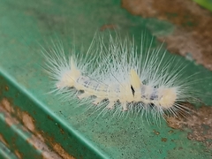 Calliteara horsfieldii