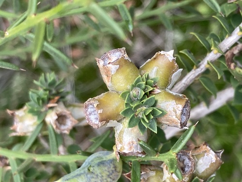 Melaleuca beaufortioides, photograph 2