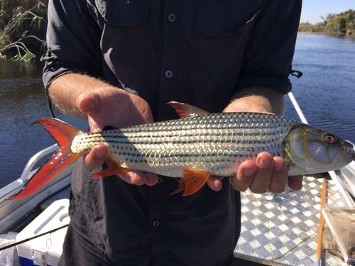 Striped Tigerfish