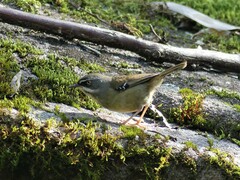 Sericornis frontalis