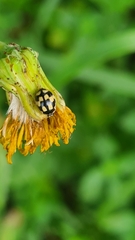 Propylea quatuordecimpunctata