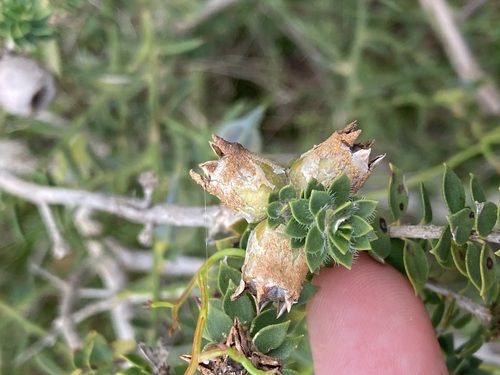 Melaleuca beaufortioides, photograph 3
