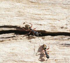 Dolichoderus doriae