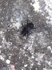 Dorcus parallelipipedus