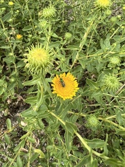 Augochloropsis metallica