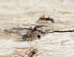 Dolichoderus doriae