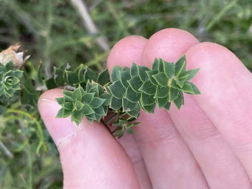 Melaleuca beaufortioides, photograph 5
