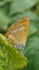 Lycaena virgaureae