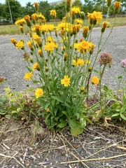 Hieracium umbellatum