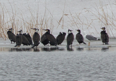 Phalacrocorax carbo