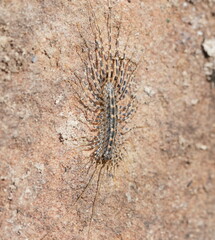 Allothereua maculata