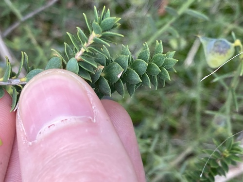 Melaleuca beaufortioides, photograph 6