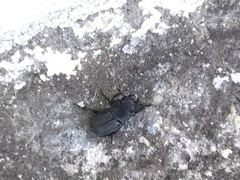 Dorcus parallelipipedus