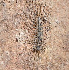 Allothereua maculata