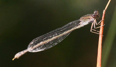 Pseudagrion massaicum