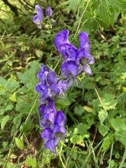 Aconitum variegatum